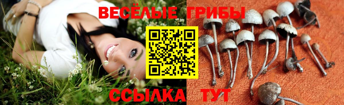 Псилоцибиновые грибы GOLDEN TEACHER  Вход с VPN  Магнитогорск  Псилоцибиновые грибы Psilocybine cubensis 